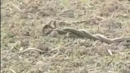 बंजरिया: जटवा नयका टोला में शुक्रवार को नाग-नागिन घंटों अटखेलियाँ करते रहे, आस-पास के लिए बना कौतूहल