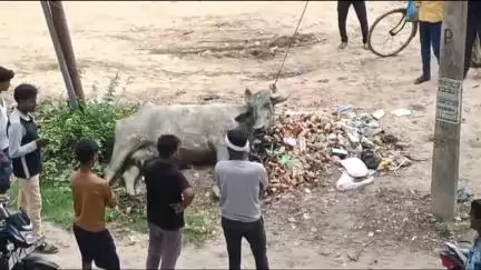 नवाबगंज: मसौली कस्बे में लल्ली चक्की के सामने विद्युत पोल के तार की चपेट में आने से मवेशी की हुई मौत, मचा हड़कंप