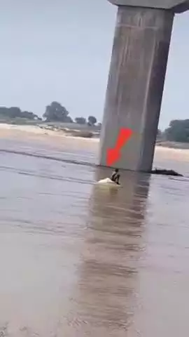 बाह: पिनाहट चंबल नदी की तेज धारा में युवक ने रीलबाजी की, डूबते मंदिर की चोटी पर बैठकर बनाया वीडियो, वायरल