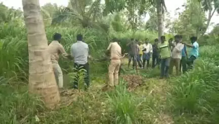 ಮಳವಳ್ಳಿ: ತಾಲ್ಲೂಕಿನ ಡಿ. ಹಲಸಹಳ್ಳಿ ಗ್ರಾಮದ ರೈತ ಸಿದ್ದೇಗೌಡರ ಸೀಮೆ ಹುಲ್ಲಿನ ಹೊಲದಲ್ಲಿ  ‌15 ಅಡಿ ಹೆಬ್ಬಾವು ಪ್ರತ್ಯಕ್ಷ
