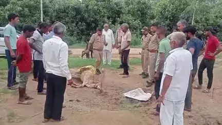 अमरोहा: डिडौली के गांव शेख़ीपुर गुर्जर में तेंदुए ने गाय को बनाया निशाना, गाय की हुई मौत