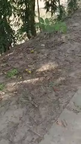 3,39000 हजार की लागत से आठ पौधे लगाए गए      
42375 ₹ प्रति पौधा है इस पौधे में चांदी के फल लगते हैं आप भी आकर देख ले