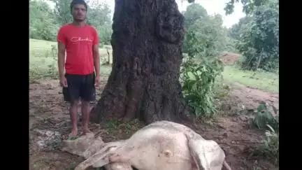 कुंदा: मदरपुर में वज्रपात से पशु की मौत, पशुपालक घायल, मुआवजे की मांग