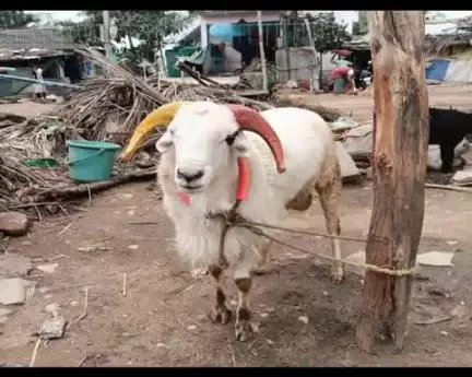 ರಾಣೇಬೆನ್ನೂರು: ಹರನಗಿರಿ ನೆಚ್ಚಿನ ಟಗರು ಹುಡುಕಿಕೊಡುವಂತೆ ಮನವಿ ಮಾಡಿದ ನಿಂಗಪ್ಪ‌ಛತ್ರದ ಕುಟುಂಬ