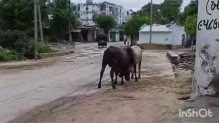 ખેરાલુ: શહેર નદી કોઝવે પર બે આખલા લડતા વીડિયો થયો વાયરલ #viral