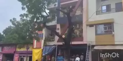 अलीराजपुर: खंडवा-बड़ौदा मार्ग चौड़ा करने हेतु पेड़ों की कटाई, कलेक्टर ने कहा ज़रूरी पेड़ नहीं कटेंगे