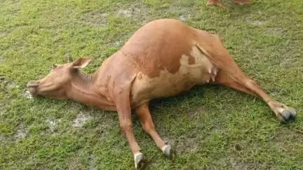 डोभी: मालिचक जंगल में वज्रपात से तीन मवेशियों की मौत
