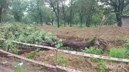 कोरबा: बालको में बहुमंजिला इमारत निर्माण मामले में प्रशासन ने पेड़ों के स्थानांतरण की अनुमति को किया निरस्त