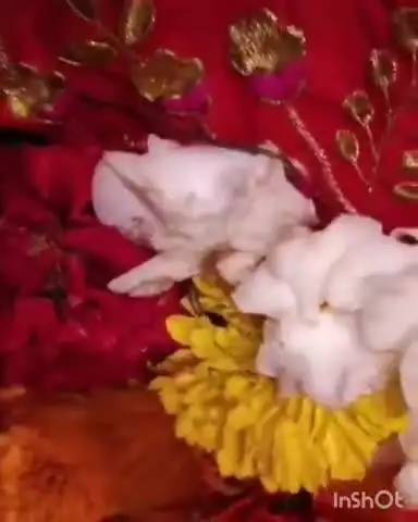 कांगड़ा: रानीताल के चेलियां गांव में जमुआला दा नाग मंदिर में नाग देवता ने दिए दर्शन, श्रद्धालुओं का लगा तांता