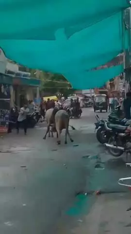 बूंदी: शहर में आवारा सांडों के आतंक से व्यापारी परेशान, लड़ते-लड़ते दुकान में घुसे सांड #Jansamasya