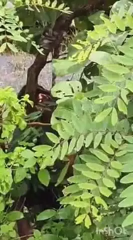 चतरा: चतरा इटखोरी मुख्य सड़क पर पांडेय महुआ पेट्रोल पंप के पास एक युवक का शव फांसी पर लटका मिला