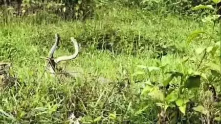 మాడుగుల జగనన్న కాలనీలో పాముల సయ్యాట