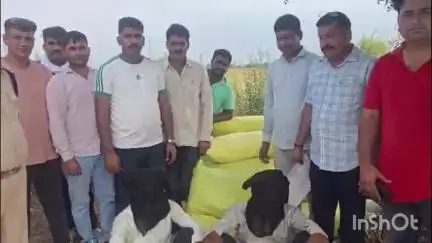 फतेहाबाद: एवीटी स्टाफ की बड़ी कार्रवाई, खेत से ₹80 लाख का 5 क्विंटल गांजा बरामद