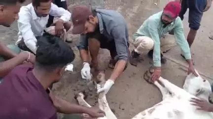 सुठालिया: सुठालिया क्षेत्र में अज्ञात वाहन से गोवंश घायल, संजीवनी वाहन नहीं पहुंची, गौसेवकों ने किया उपचार