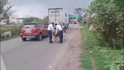 जांजगीर: जिले में सड़क सुरक्षा के लिए रेडियम पट्टी अभियान, घुमंतू मवेशियों को पहनाई गई रेडियम पट्टी