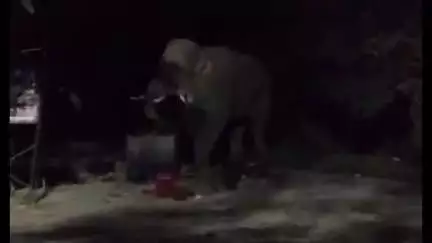 हरिद्वार: टीबड़ी कॉलोनी स्थित वन विभाग के दफ्तर के पास पहुंचा जंगली हाथी, वन विभाग ने उसे जंगल में खदेड़ा, वायरल हुआ वीडियो