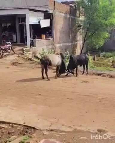 कोलारस: कोलारस नगर में आवारा सांडों का आतंक, वार्ड 3 में सड़क पर भिड़े दो बैल, वीडियो वायरल
