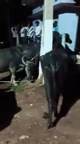 कवर्धा: ग्राम तारों में भैंसों की तस्करी करते दो तस्करों को पकड़कर बजरंग दल के कार्यकर्ताओं ने पुलिस को सौंपा