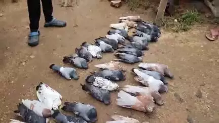पेटरवार: स्कूल टांड़ में दाने में जहर देकर कबूतरों को मारा, ग्रामीणों में आक्रोश