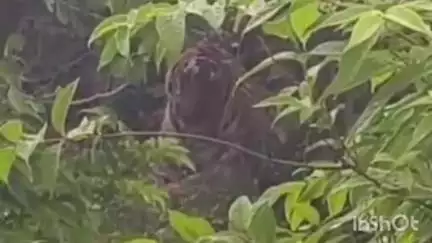चंद्रपूर: मीनघरी शेत शिवारात पिल्यांसह वावी व अस्वलांचा अस्तित्व