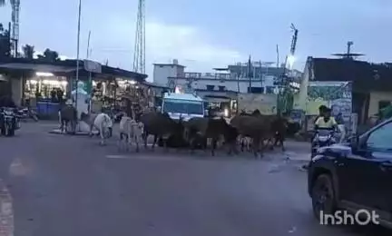 माकड़ी: गांधी चौक में आवारा मवेशियों का जमावड़ा, राहगीर हो रहे परेशान, हादसा होने की संभावना बनी रहती है