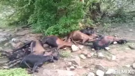 मुरैना: रुअर मैना बसई के पास कपोसन के जंगल में बिजली गिरने से 16 बकरियों की मौत, 2 घायल