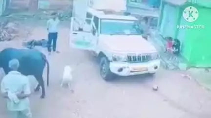 खनियाधाना: बुकर्रा गांव में पशु चिकित्सा लापरवाही से भैंस के नवजात बछड़े की मौत
