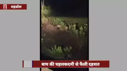 शहडोल जिले के रिहायशी इलाके में बाघ की चहलकदमी से दहशत, तस्वीरें हुई वायरल
