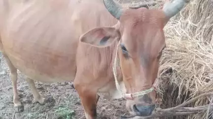 गुमला: फसिया ढोढरी टोली से गाय लापता, जानकारी देने पर इनाम की घोषणा