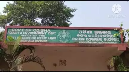 ବଡସାହି: ଅସନବଣି ସଂରକ୍ଷିତ ଜଙ୍ଗଲକୁ ଦୁଇଟି ବଣୁଆହାତୀ ପଶିଆସିଥିବା ବେଳେ ଜଙ୍ଗଲ ପାର୍ଶ୍ୱବର୍ତ୍ତୀ ଅସନବଣି ଗାଁ ଗୁଡିକୁ ସତର୍କସୂଚନା ଜାରିକଲା ବନବିଭାଗ