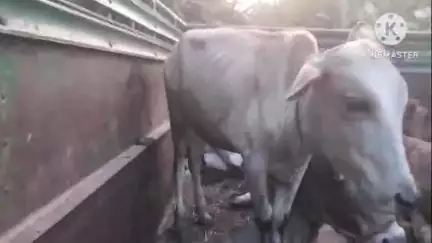 কোকৰাঝাৰ ভাগ: বছনগাঁৱৰ পৰা দুই চোৰ সহ চাৰিটা গৰু জব্দ কৰিবলৈ সক্ষম হৈছে ছালাকাটি আৰক্ষীয়ে