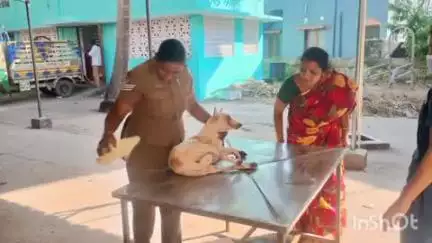 திருவாரூர்: நகர காவல் நிலையம் அருகே சாலையில் அடிபட்ட நாயை பெண் காவலர் மீட்டு கால்நடைத்துறை மருத்துவமனையில் சிகிச்சை