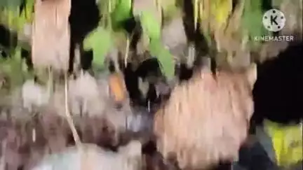 পূব যোৰহাট: চিনামৰা স্থিত অ.এন.জি.চি. কলনীত নাহৰফুটুকীৰ মুক্ত বিচৰণ, কেমেৰাত বন্দী নাহৰফুটুকীৰ দৃশ্য