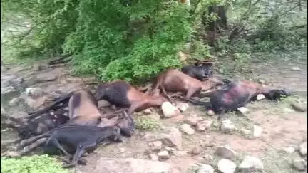 जौरा: जौरा सुमावली के रूगर मेना वसई में आकाशीय बिजली गिरने से 16 बकरियों की मौत, 2 घायल