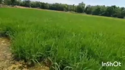 திருவாரூர்: மாவட்டத்தில் 36 தனியார் உரக்கடைகளுக்கு தற்காலிகமாக விற்பனைக்கு தடை