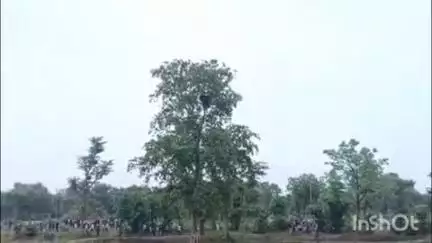गोरेगाव: जानाटोला शेत शिवारातील एका झाडावर चढली अस्वल.... झाडावर चढलेल्या अस्वलीला बघण्यासाठी नागरिकांची गर्दी...