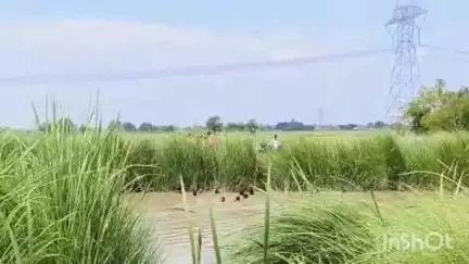 बिधूना: बेला क्षेत्र के मटेरा गांव निवासी नहर में डूबे मासूम की तीसरे दिन भी तलाश जारी, अभी तक नहीं लगा कोई सुराग