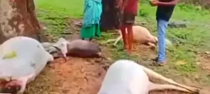 बैहर: बैहर के बैगाटोला में गिरी आकाशीय बिजली, 7 गायों की मौत से पशुपालकों को भारी नुकसान