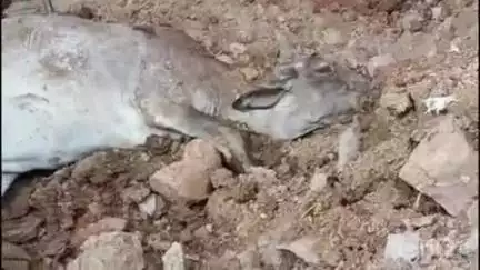 बारां: हीकड़ गांव में एक झोपड़ी पर गिरी बिजली, झोपड़ी ढहने से एक गोवंश की हुई मौत