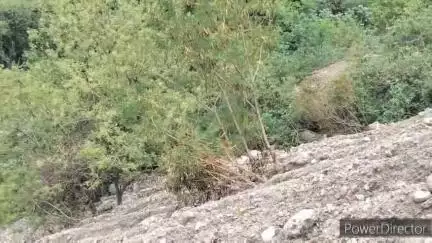 हमीरपुर: नेशनल हाईवे 3 पर टोनी देवी क्षेत्र में मलबे में दबे पेड़, ग्रामीणों ने उठाए कई सवाल #jansamasya
