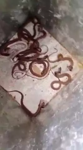 आरंग: आरंग विधानसभा क्षेत्र के ग्राम देवरी में एक घर से निकले कई सांप, लोगों में दहशत, वीडियो हुआ वायरल