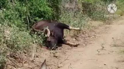 கரூர்: ஆச்சி மங்கலம் பகுதியில் மர்மமான முறையில் காட்டெருமை உயிரிழப்பு வனத்துறை அதிகாரிகள் பரிசோதனை