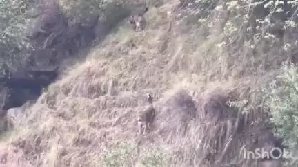 चम्बा: सुरंगानी गांव के समीप रिहायशी क्षेत्र में पहुंचे 2 तेंदुए, ग्रामीणों में दहशत का माहौल
