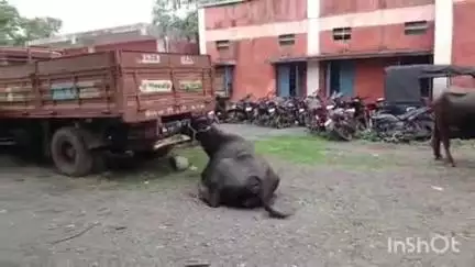 राजनांदगांव: लालबाग थाना क्षेत्र के फरहद चौक के पास मवेशी ले जाते दो गाड़ियों से 6 मवेशी किया गया बरामद