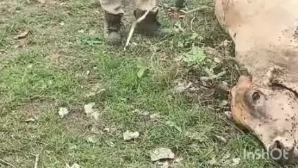 समुद्रपूर: बोथली शिवारात वाघाच्या हल्ल्यात गाय ठार: शेतकऱ्याचे ४० हजार रुपयांचे नुकसान