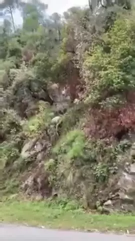 चच्योट: नाचन के जंगल में अश्लील हरकतों का वीडियो वायरल, स्थानीय लोगों में भारी रोष