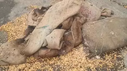 हरदा: हरदा कृषि उपज मंडी में बारिश से भीगा गेहूं सड़ाः लोग बोले- तेज दुर्गंध से सांस लेना मुश्किल। #jansamasya