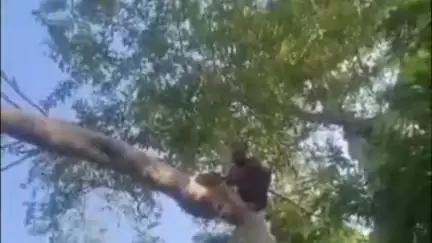 नवाबगंज: मसौली में बिजली लाइन पर गिरा पेड़, दर्जनों गांवों की बिजली गुल, विभाग ने शुरू की मरम्मत