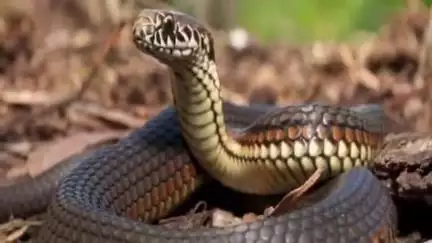 বর্ধমান ১: বাড়ির জায়গা পরিস্কার করার সময় সাপের ছোবলে মৃত্যু হল এক ব্যক্তির