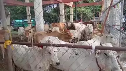 गडचिरोली: 20 मोकाट जनावरे पकडण्यात यश तर १५ जनावरे ही गोशाळेत . - नगर पंचायत चामोशी ची मोहीम .